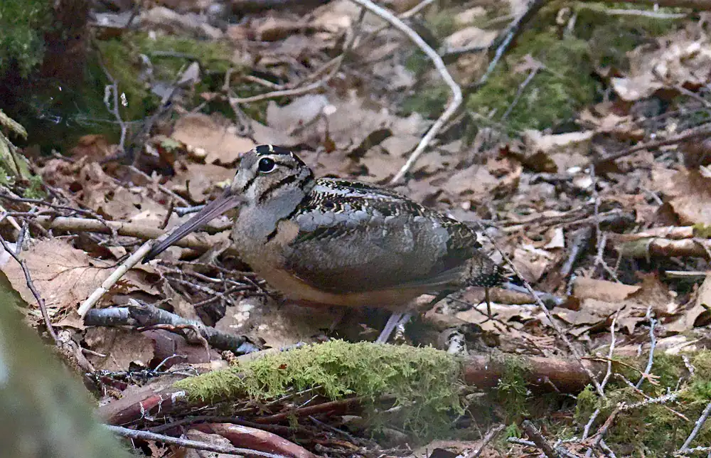 An American woodcock standing on a floor of dead leaves and moss, its long bill pointing downward.