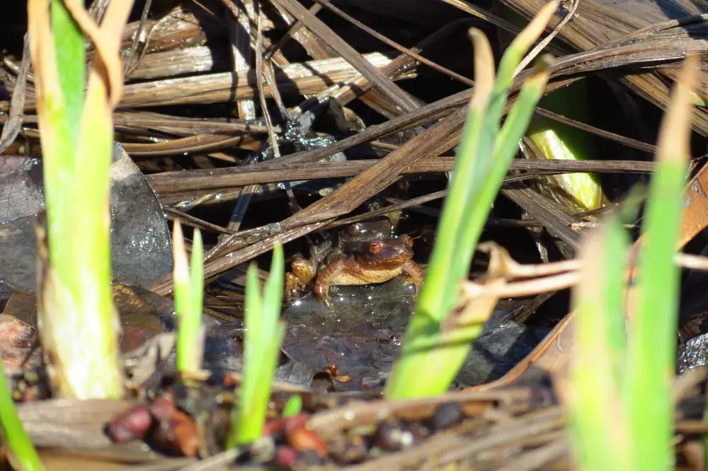 A spring peeper pair sitting in shallow pool water among dead reeds and new green shoots.