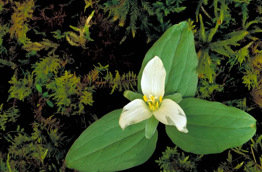 A single white snow trillium flower with three green leaves on a dark mossy forest floor.