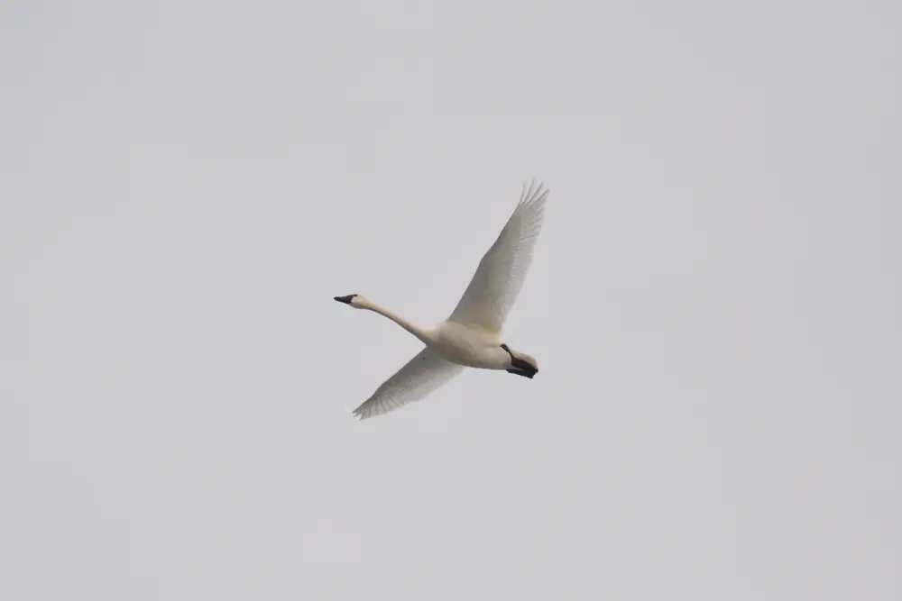 A white tundra swan flying across an overcast sky, wings raised, neck outstretched.