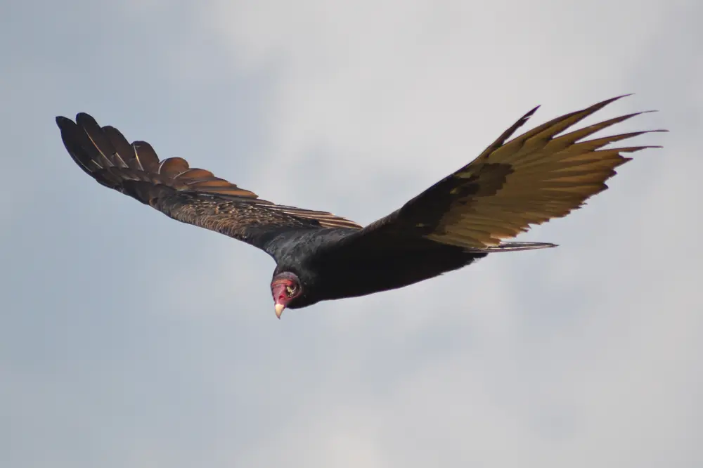 A turkey vulture in flight against a pale sky, wings spread, red head turned downward.
