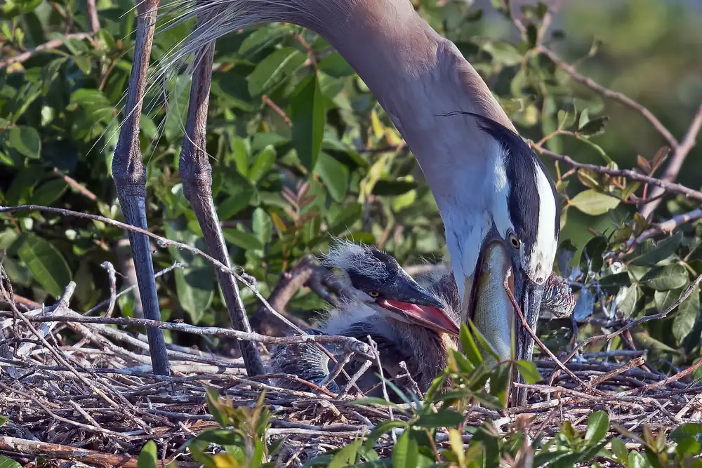 A great blue heron standing at a nest feeding a chick in a treetop rookery.