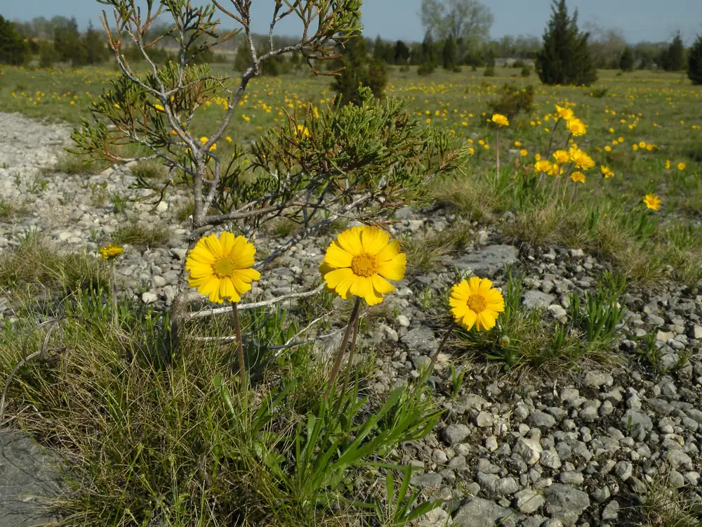 Bright yellow lakeside daisy flowers growing in a patch of thin limestone soil.