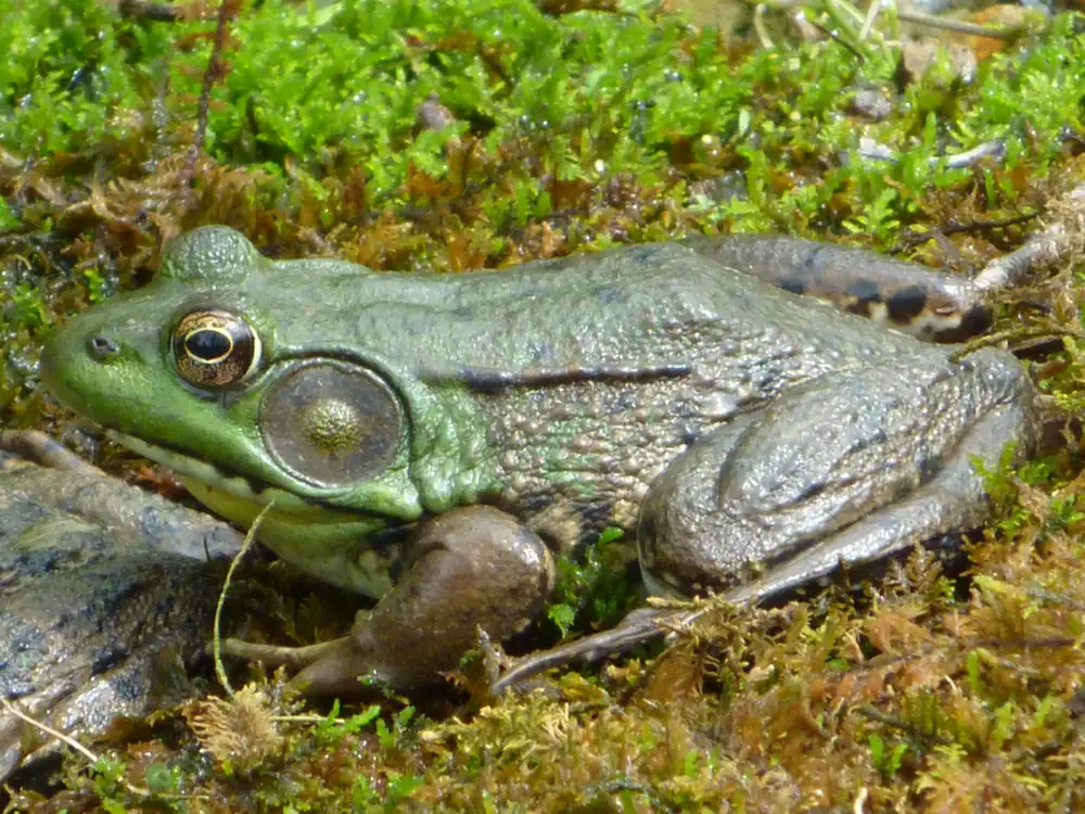 A male green frog with a yellowish throat sitting at the edge of a pond.