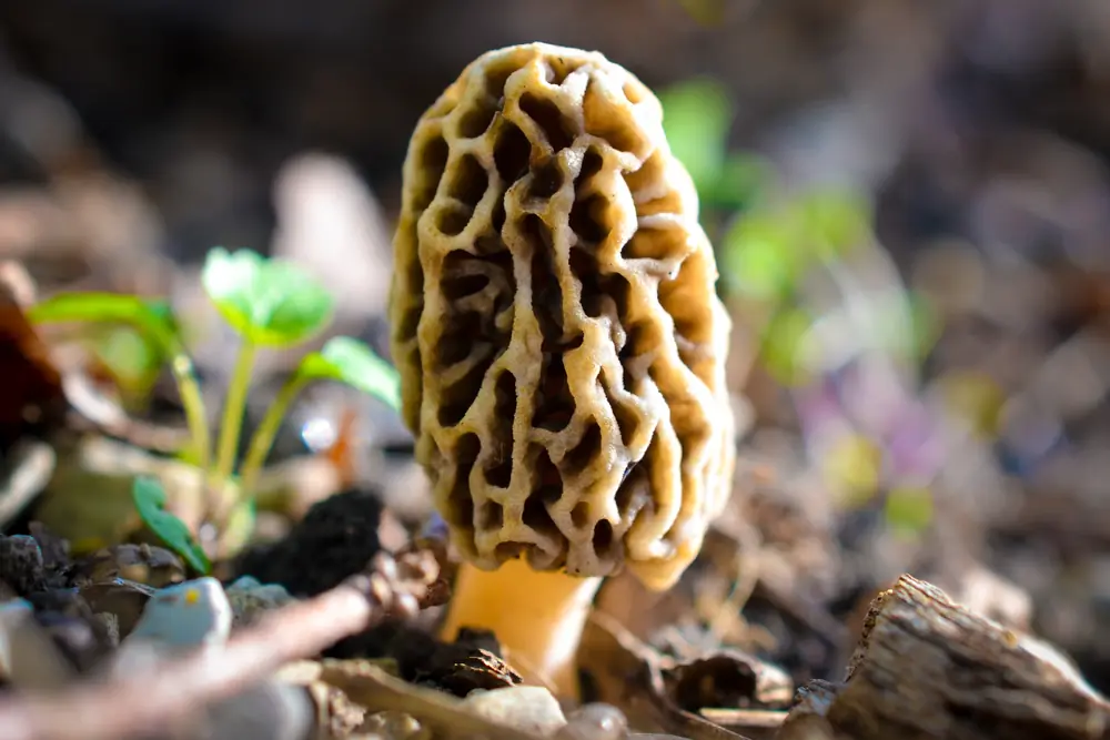 A honeycombed tan morel mushroom growing among dead leaves on the forest floor.