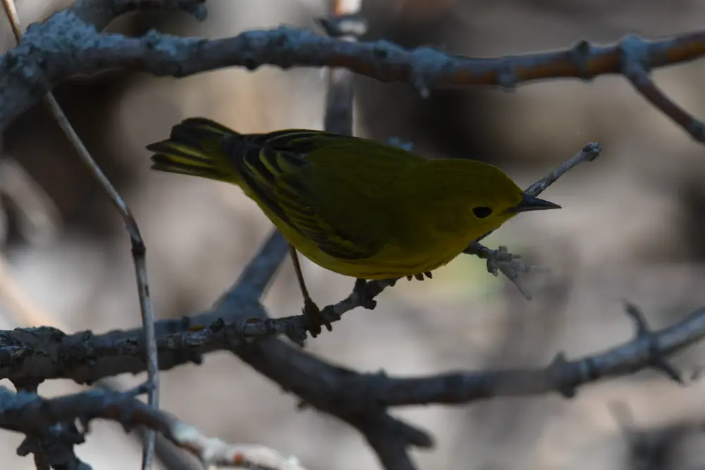 A bright yellow warbler with faint reddish streaks on its breast perched on a twig among new green leaves.