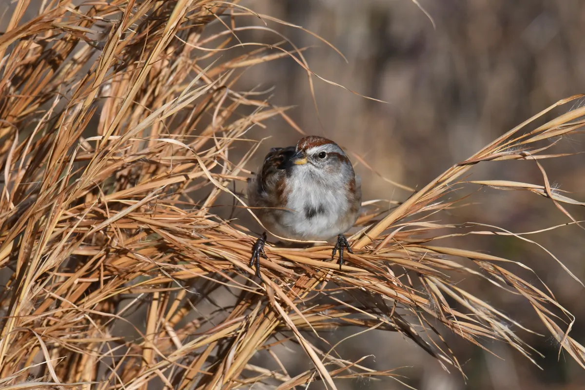 An American tree sparrow with a rusty cap and a single dark spot on its pale gray breast, perched in dry golden grass.