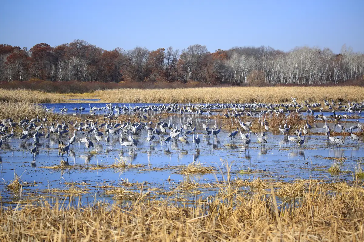 Hundreds of gray sandhill cranes standing in a shallow, flooded marsh ringed by tan grass and bare autumn trees.