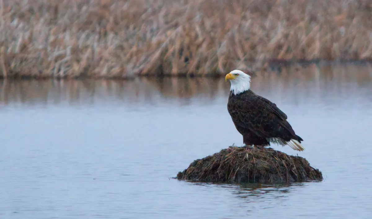 An adult bald eagle with a white head and tail perched on a muskrat lodge in calm water, with dry cattails behind.