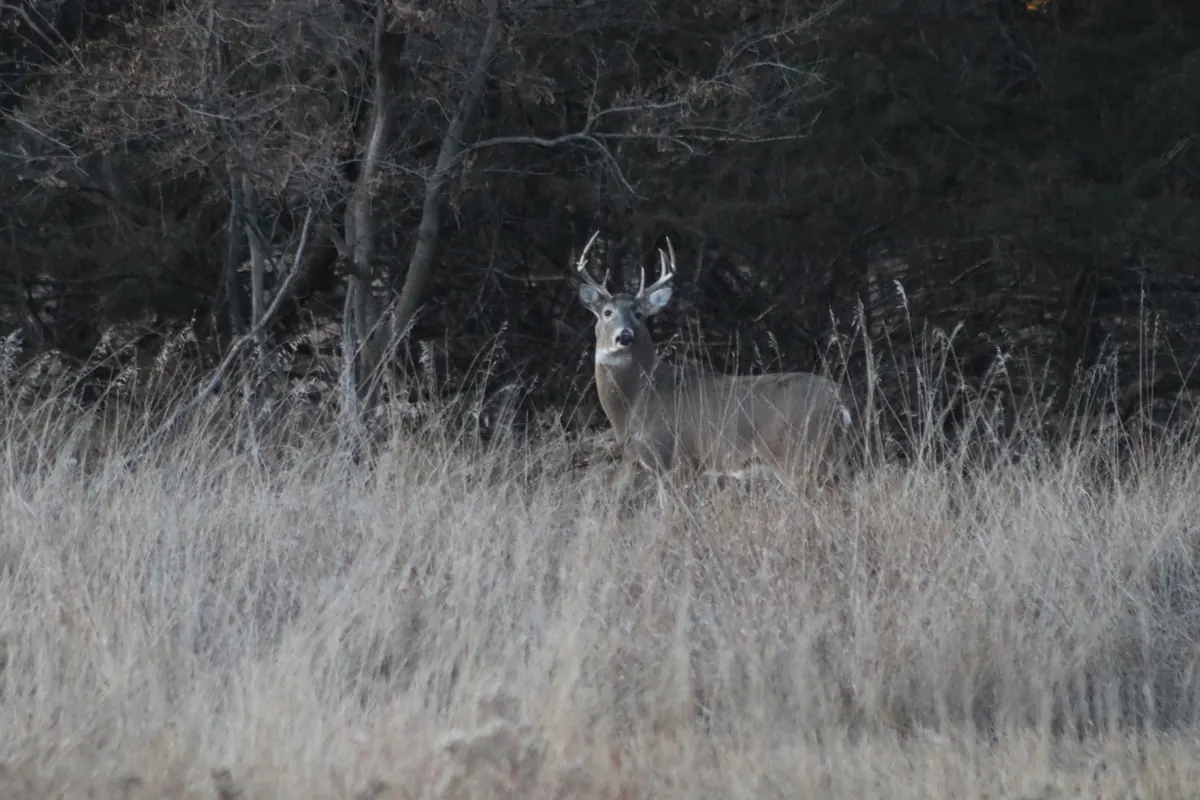 A white-tailed buck with a branched rack standing in tall dry grass at the edge of a bare woodland in dim light.