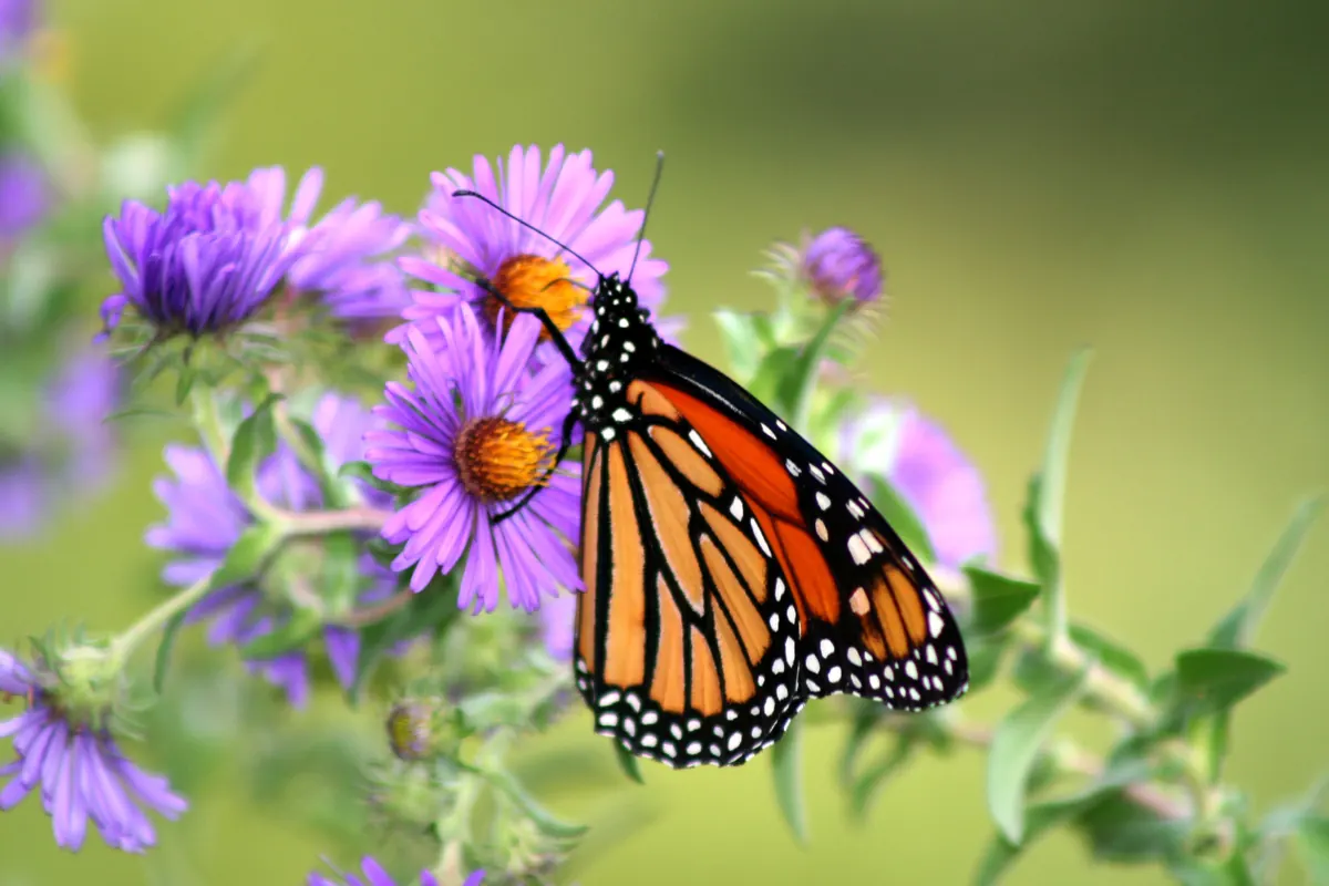 An orange and black monarch butterfly feeding on purple New England aster flowers.