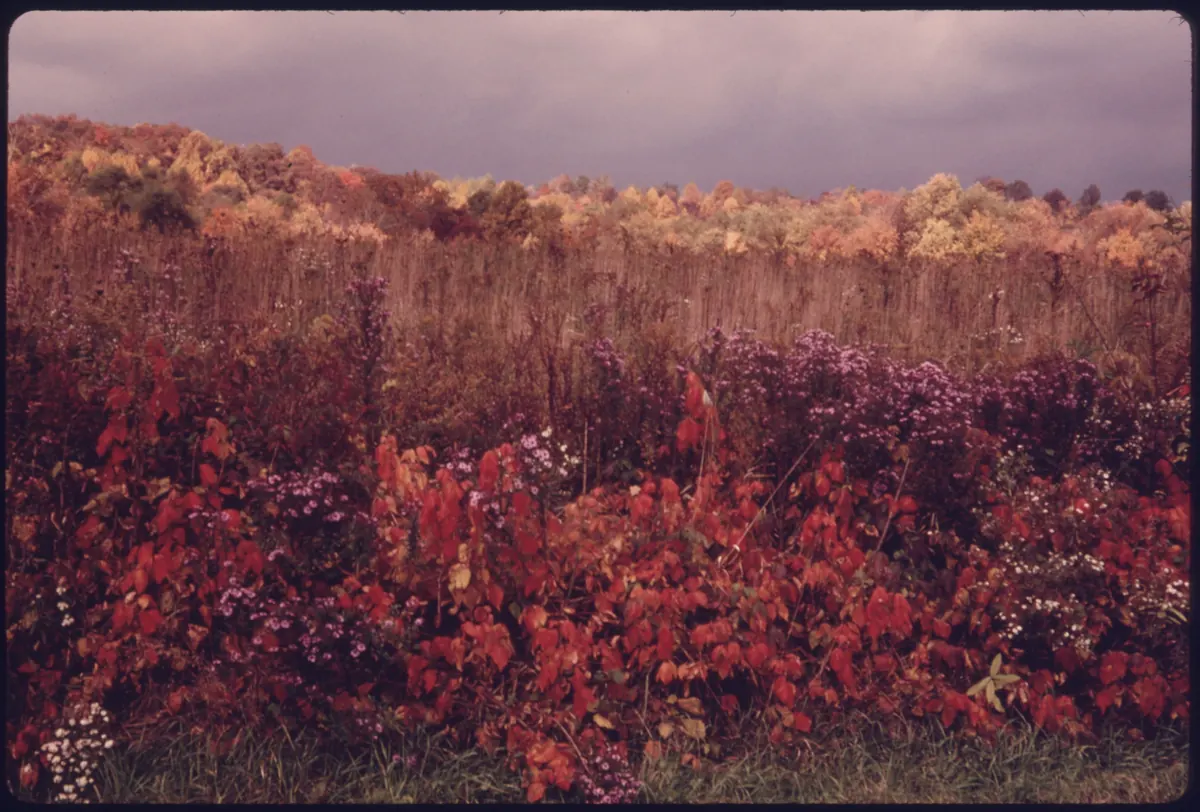 Purple New England asters along a roadside with autumn-colored trees behind, near Brecksville in the Cuyahoga Valley.