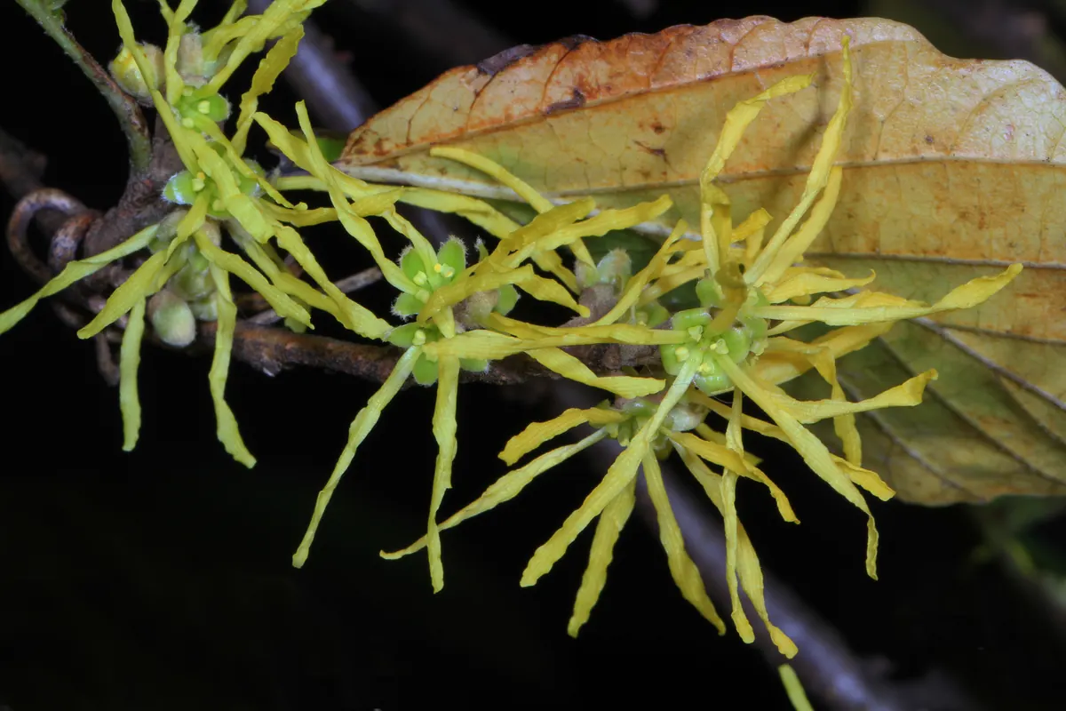 Close view of American witch hazel flowers with spidery, strap-shaped yellow petals.