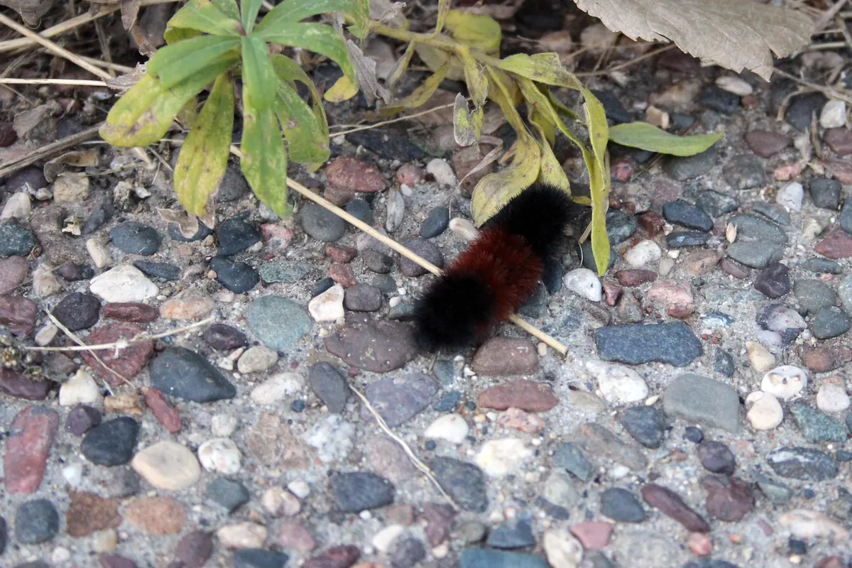 A banded woolly bear caterpillar, black at both ends with a rusty orange middle, crawling across a path.
