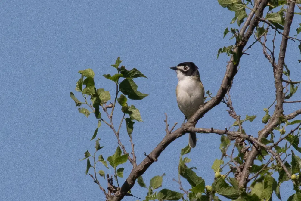 A black-capped vireo with a black cap, white eye ring and pale underparts perched on a leafy twig against blue sky