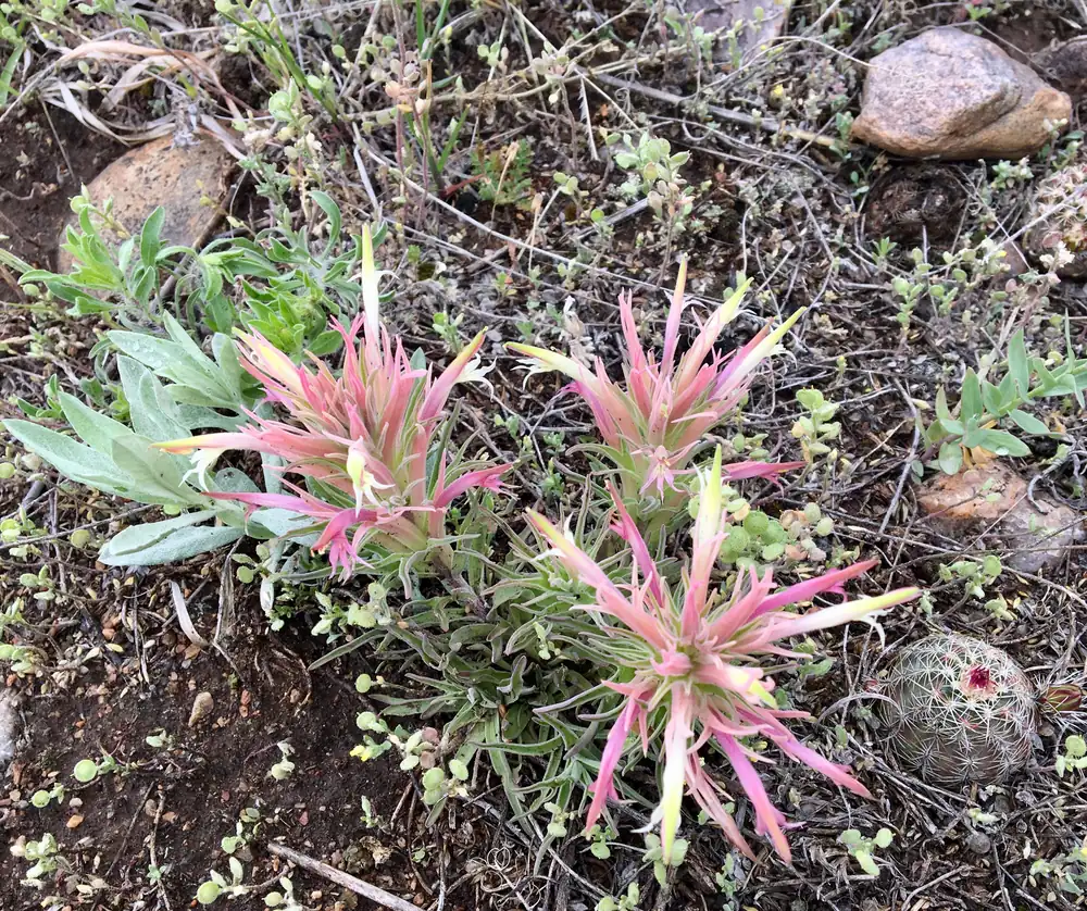 Pink and cream bracts of Great Plains Indian paintbrush rising among small plants and a small round cactus