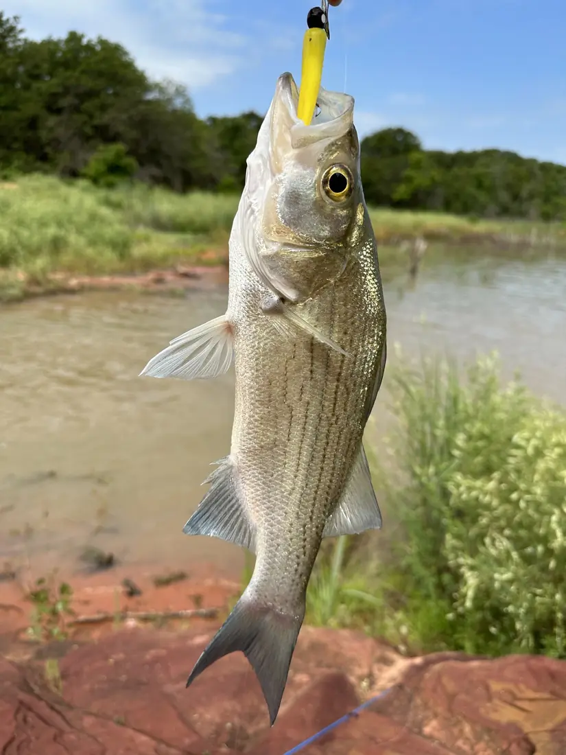 A silvery white bass with faint dark stripes hanging from a fishing line beside a muddy lake shore