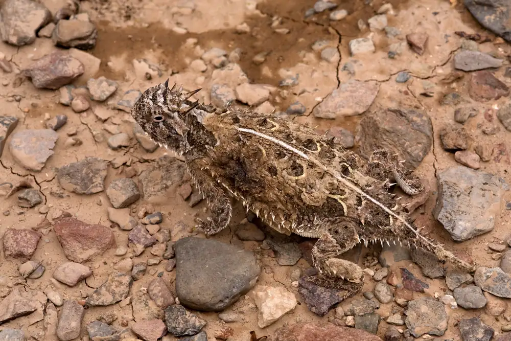 A tan, spiny Texas horned lizard with a pale stripe down its back on reddish gravelly ground