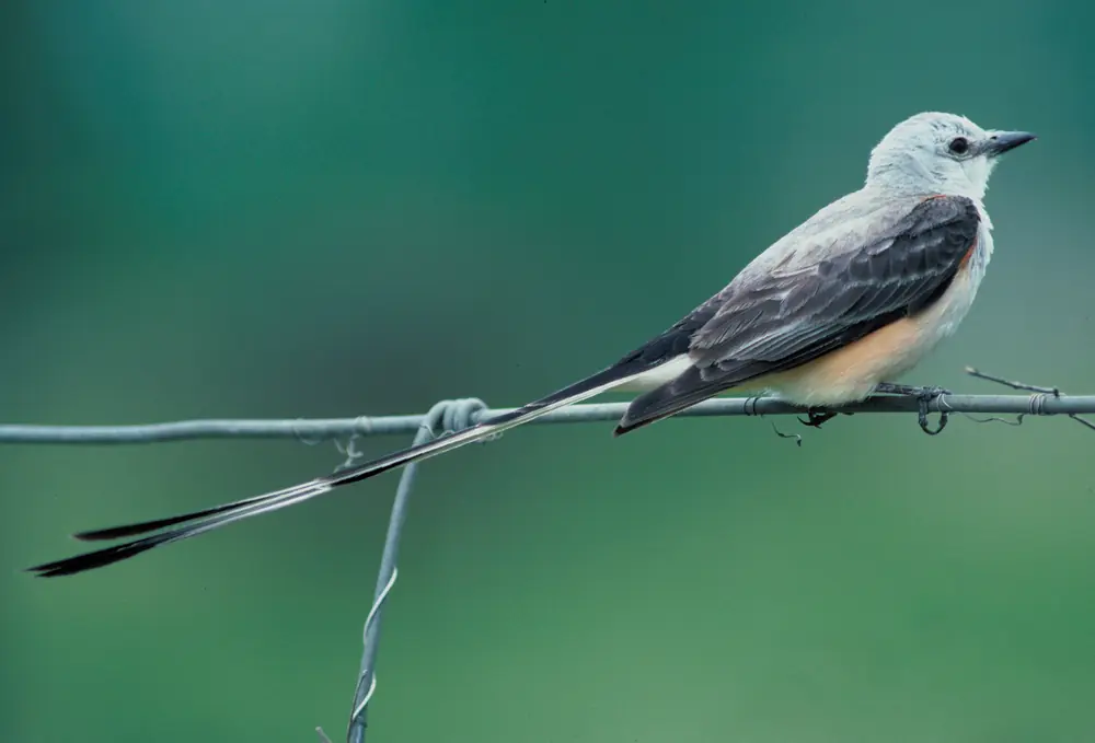 A scissor-tailed flycatcher perched on a barbed-wire fence with its very long forked tail trailing behind