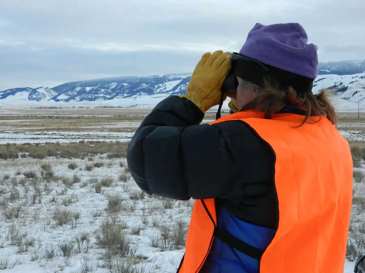 A volunteer in a knit hat and an orange vest looks through binoculars across snowy sagebrush flats toward mountains