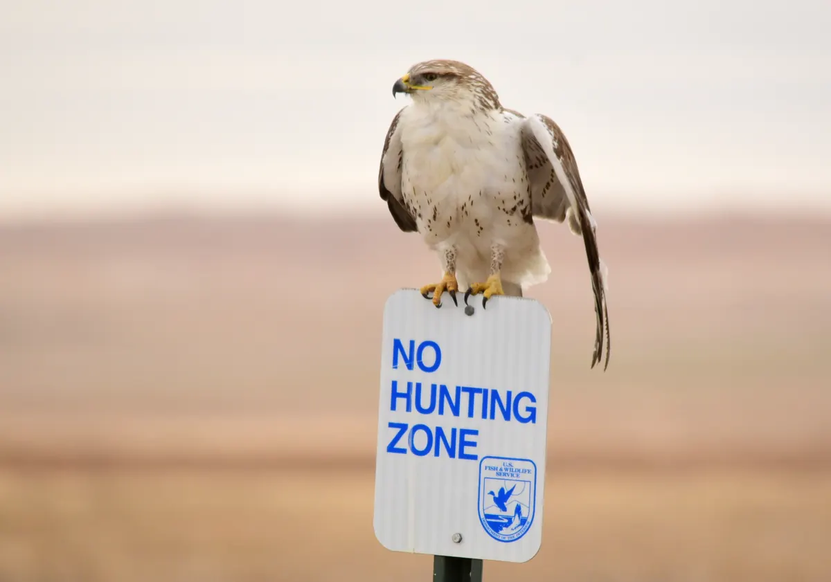 A pale ferruginous hawk with a white breast and rusty-brown shoulders perched on top of a refuge sign above brown prairie