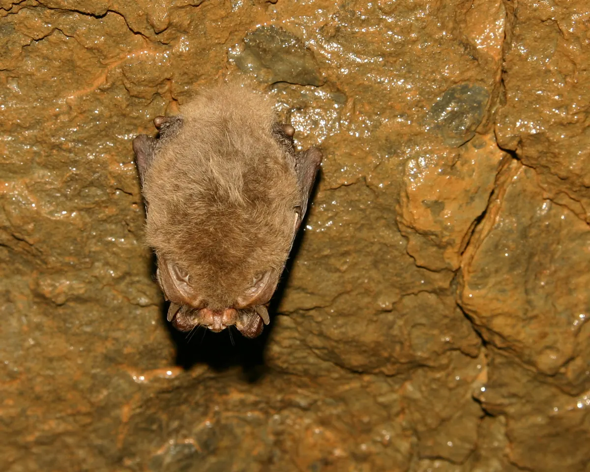 A small brown bat hanging upside down from a damp, rust-colored cave ceiling with its long ears folded back along its body