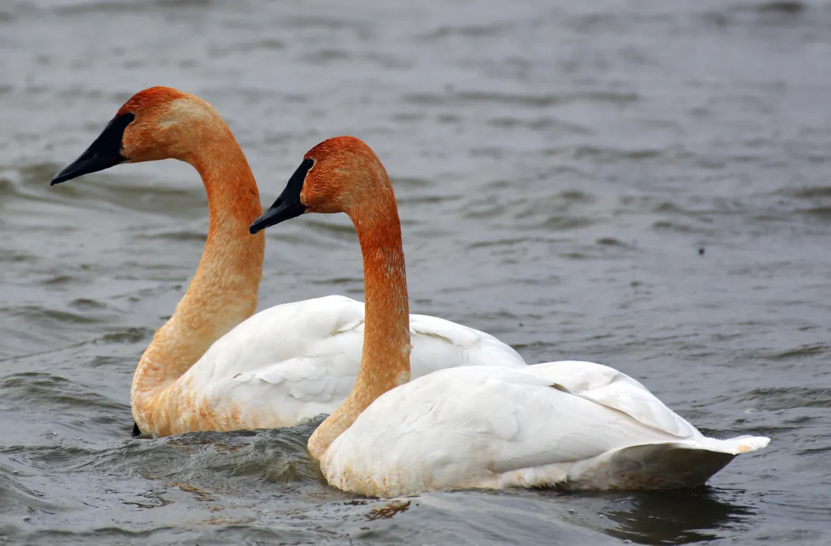 Two white trumpeter swans with rust-stained heads and necks and long black bills swimming side by side on gray water