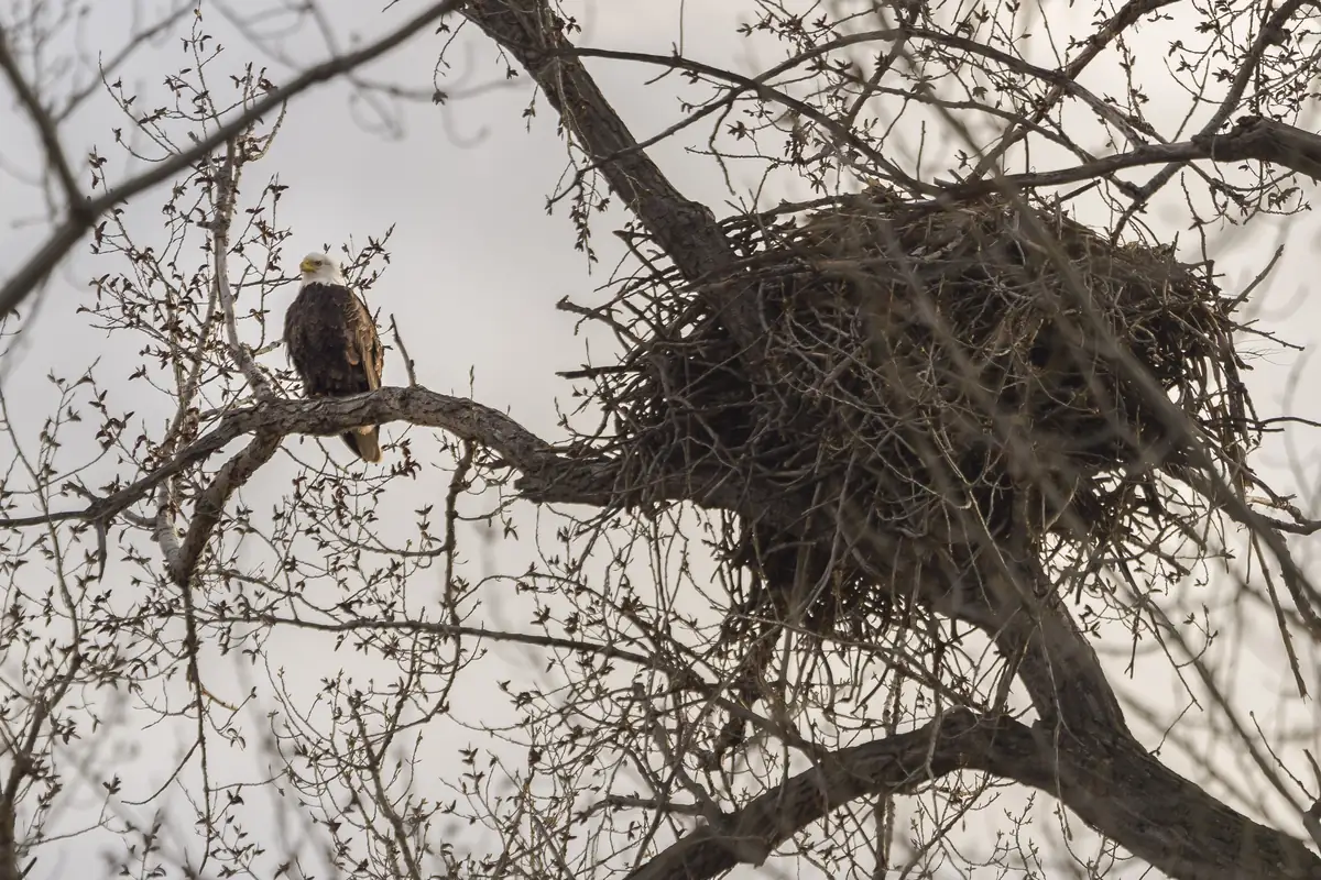 An adult bald eagle with a white head perched on a bare branch beside a huge stick nest in a leafless cottonwood