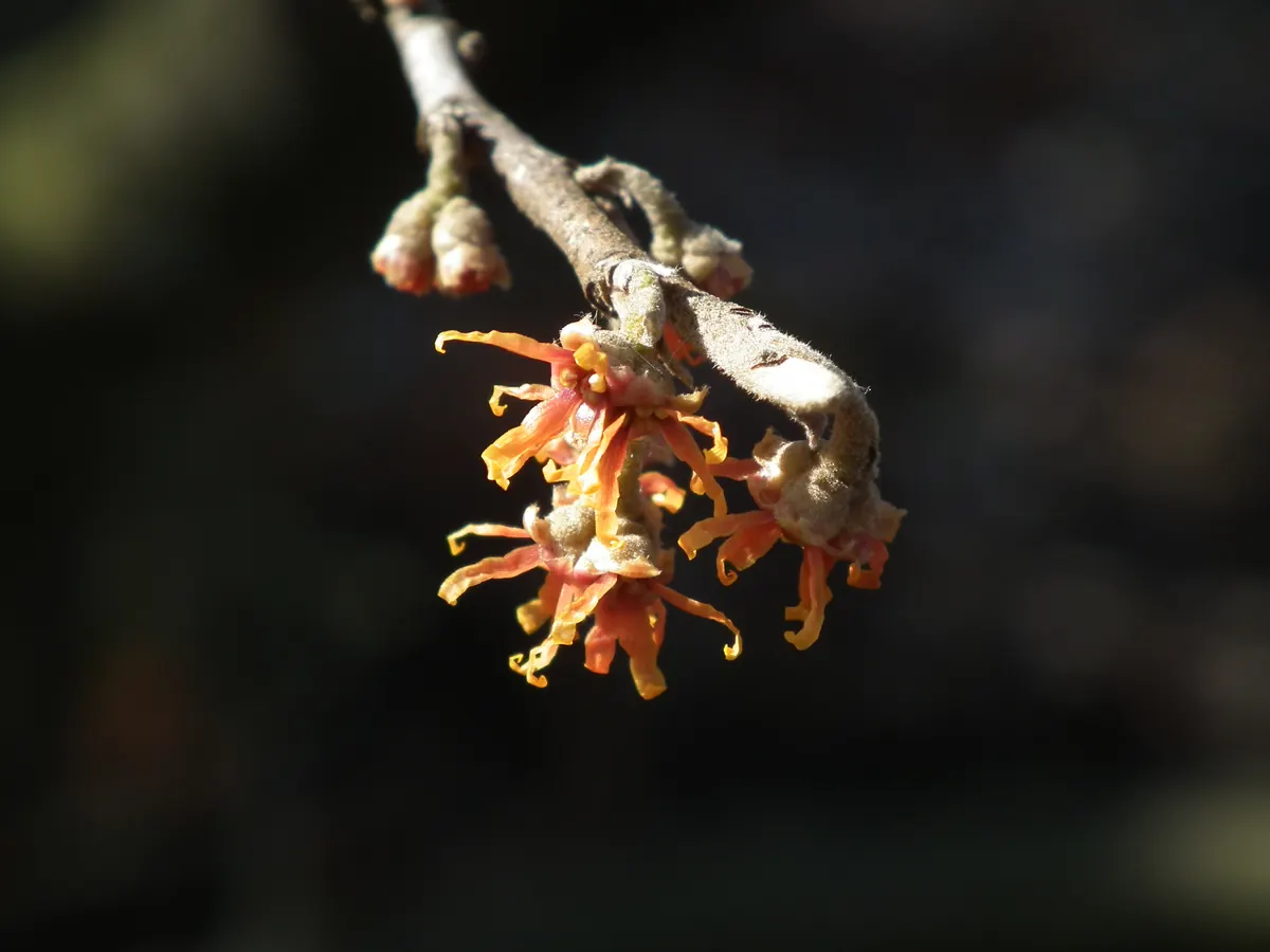 Spidery orange flowers with narrow, crinkled petals on a bare gray twig against a dark background