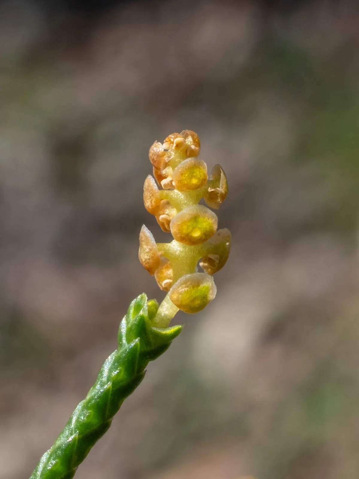 Orange-gold pollen cones at the tip of a green scaly cedar twig against a blurred brown background