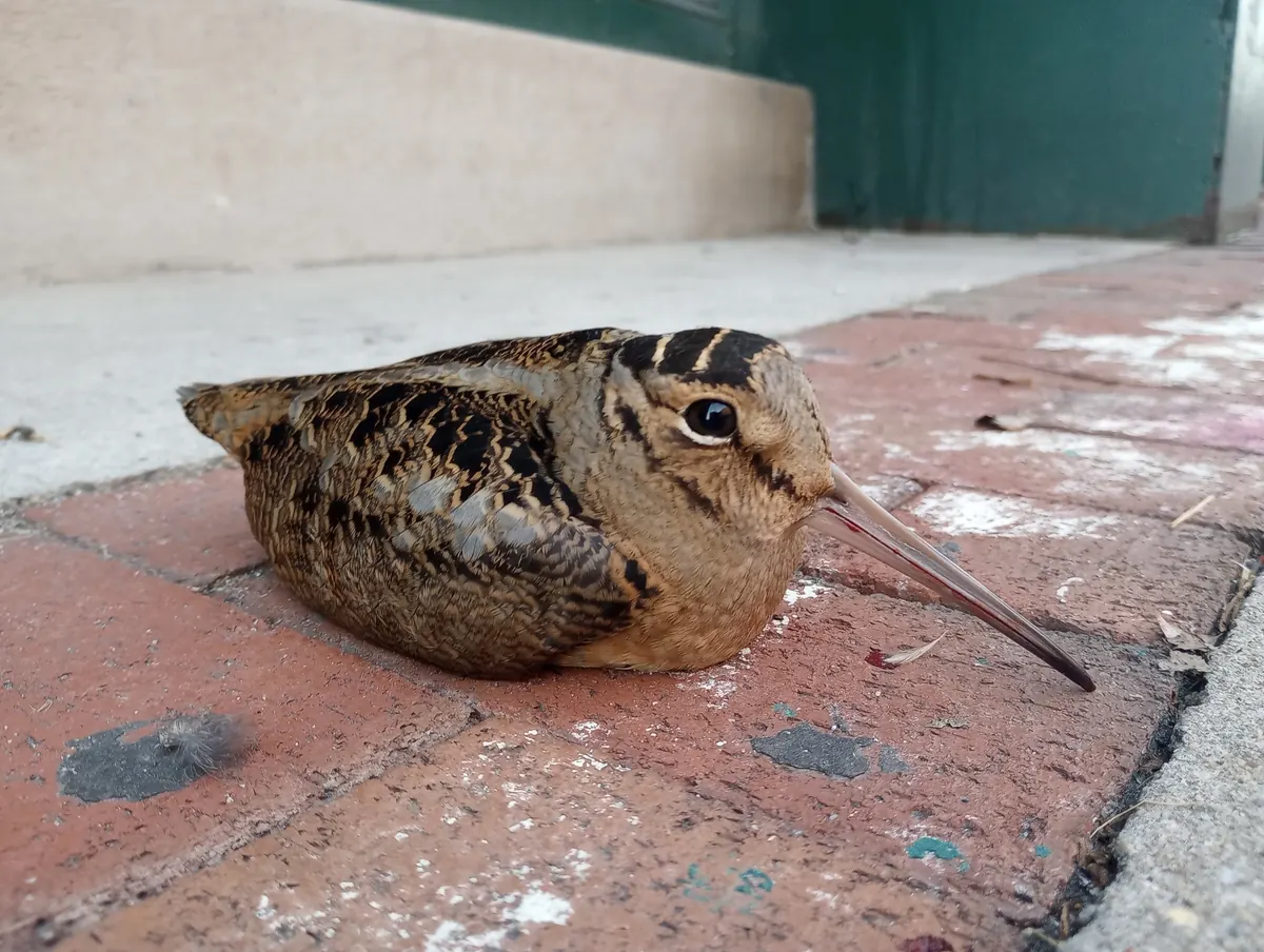 A plump brown woodcock with a very long straight bill, a large dark eye and black bars across its crown resting on a brick sidewalk