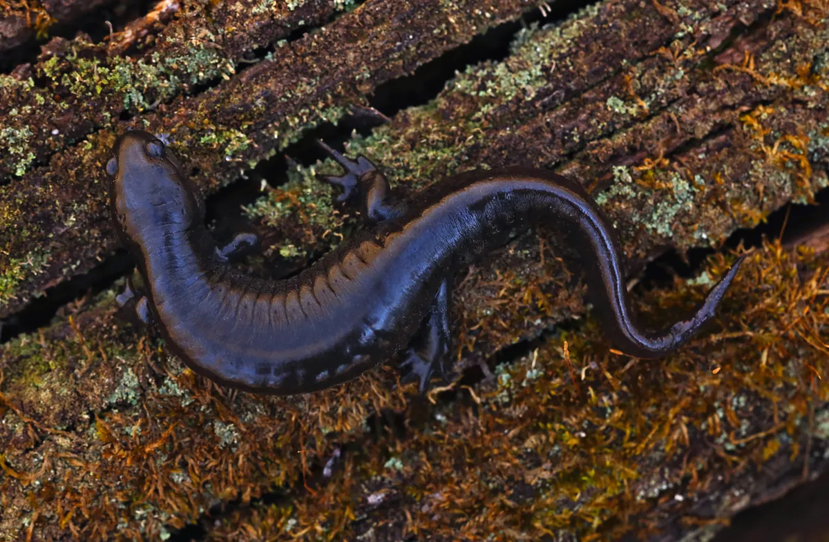 A dark gray salamander with a small head and faint pale flecks lying on a mossy, lichen-covered log