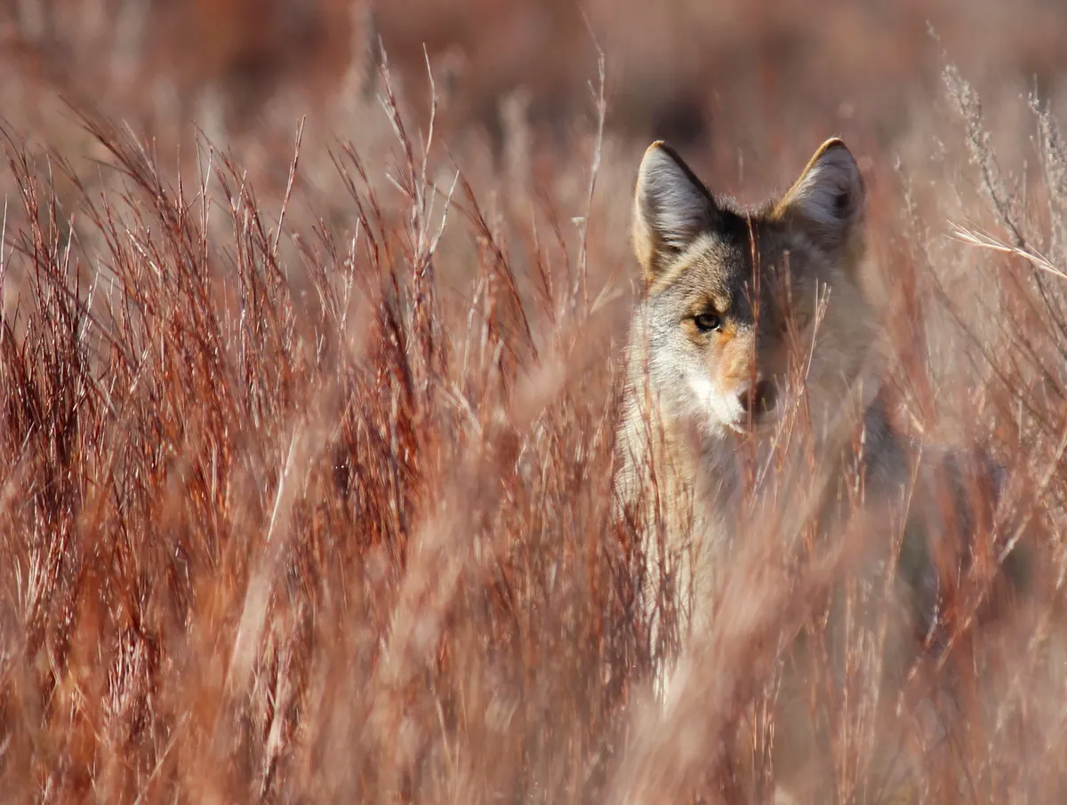 A coyote with alert ears standing in tall rust-colored grass
