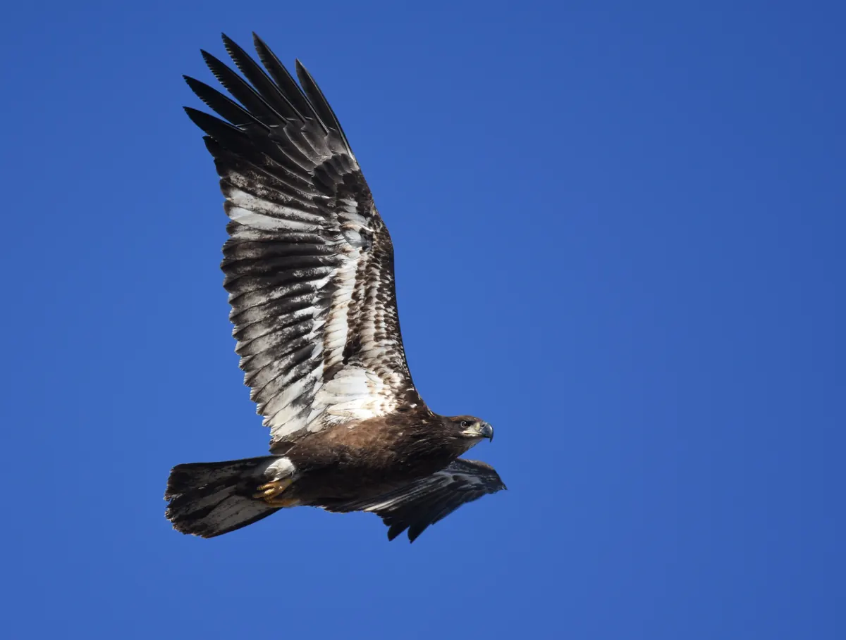A young bald eagle with mottled brown and white plumage flying with wings spread against a deep blue sky
