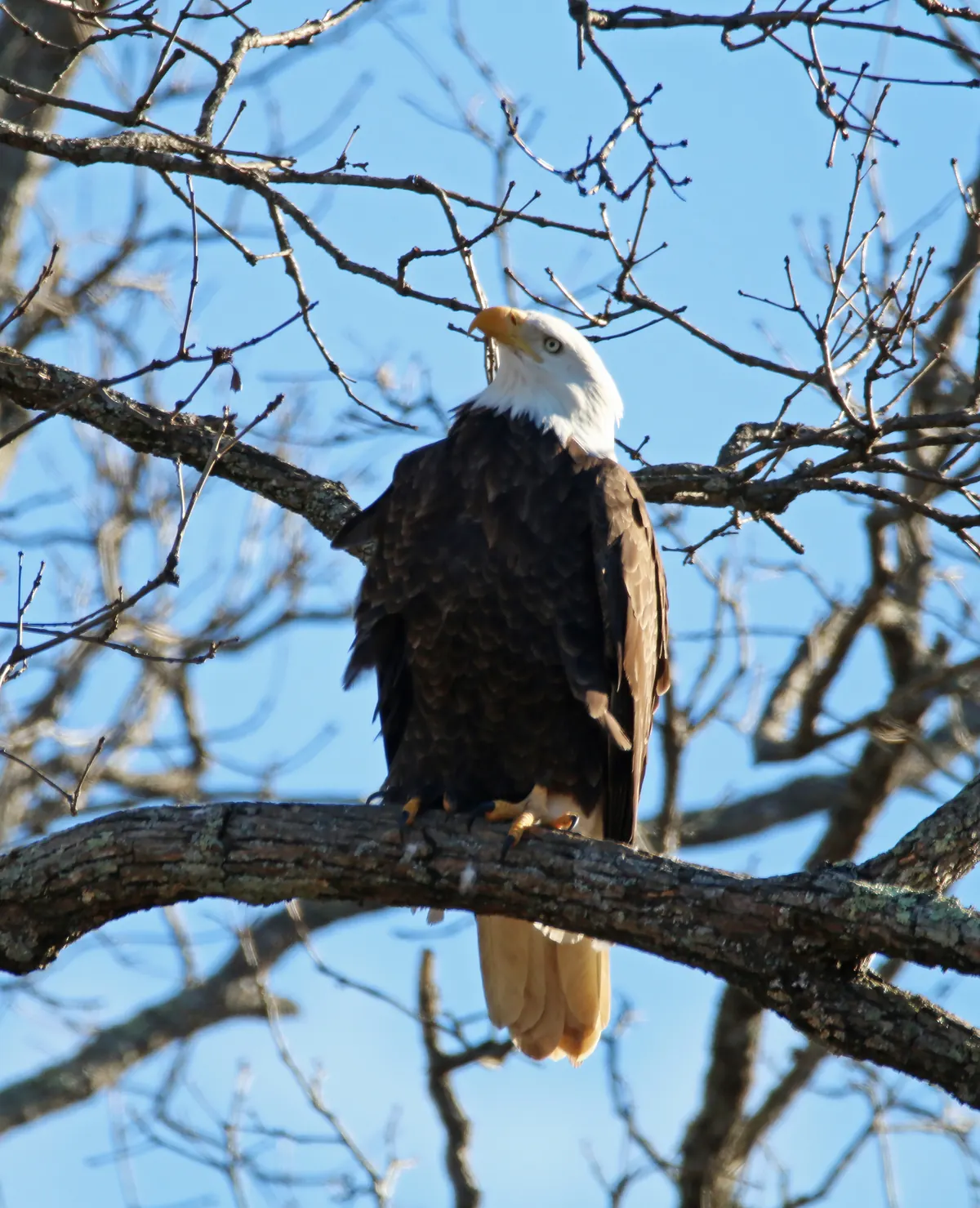 An adult bald eagle with a white head perched upright in a leafless tree against a blue winter sky