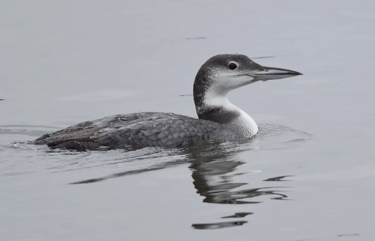 A common loon in gray and white winter plumage swimming on calm gray water, its dagger-shaped bill pointed to the right