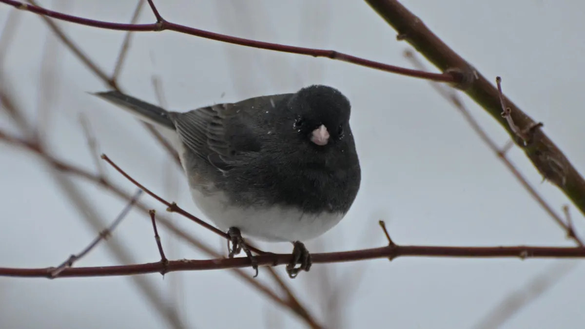 A dark-eyed junco with a slate-gray back and pale bill perched on a thin bare twig in falling snow