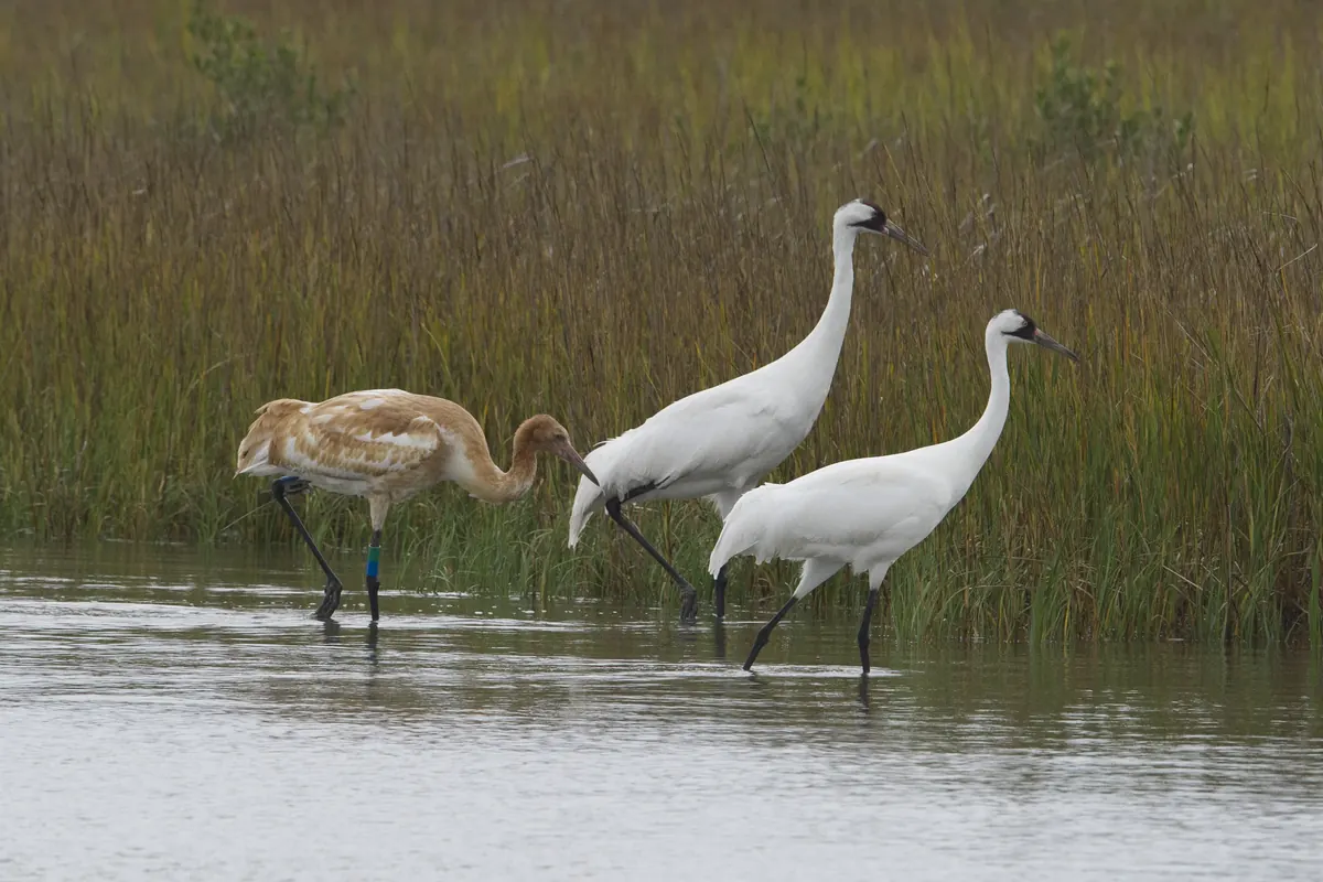 Two tall white whooping cranes and a rusty-brown young crane wading through shallow water in front of brown marsh grass