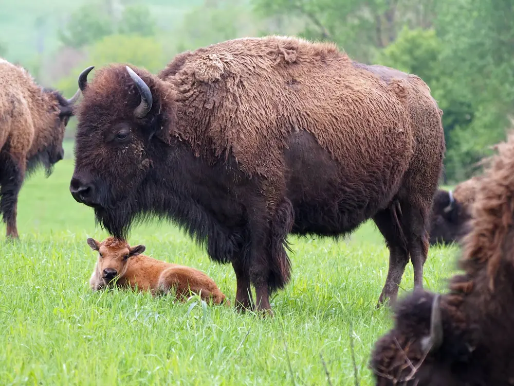 A young reddish-tan bison calf standing in a green prairie field beside an adult bison