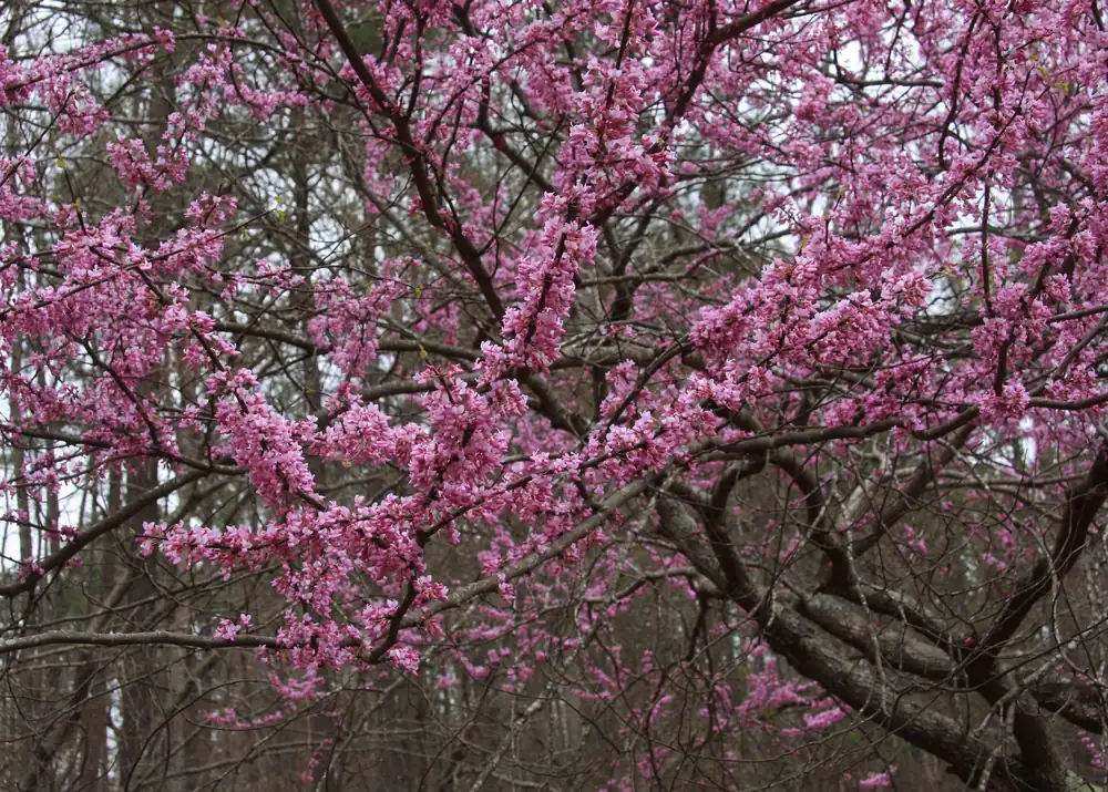 Dense clusters of pink eastern redbud flowers covering bare branches in front of a pine woodland