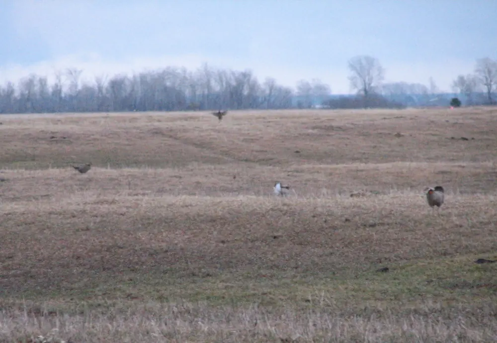 Several greater prairie-chickens scattered across a bare, tan field at dusk, one with its tail fanned and wings lowered in a booming display