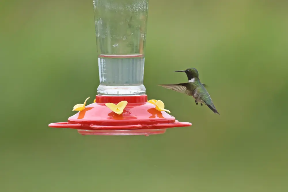 A male ruby-throated hummingbird with a dark throat patch hovering beside a red feeder against a soft green background