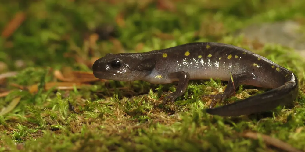 A dark spotted salamander with yellow spots along its back crawling over green moss and leaf litter