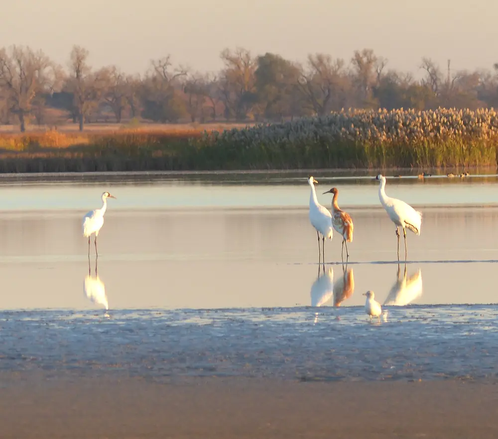 A group of white whooping cranes, one rusty-colored juvenile, standing in shallow water at dawn with reeds behind