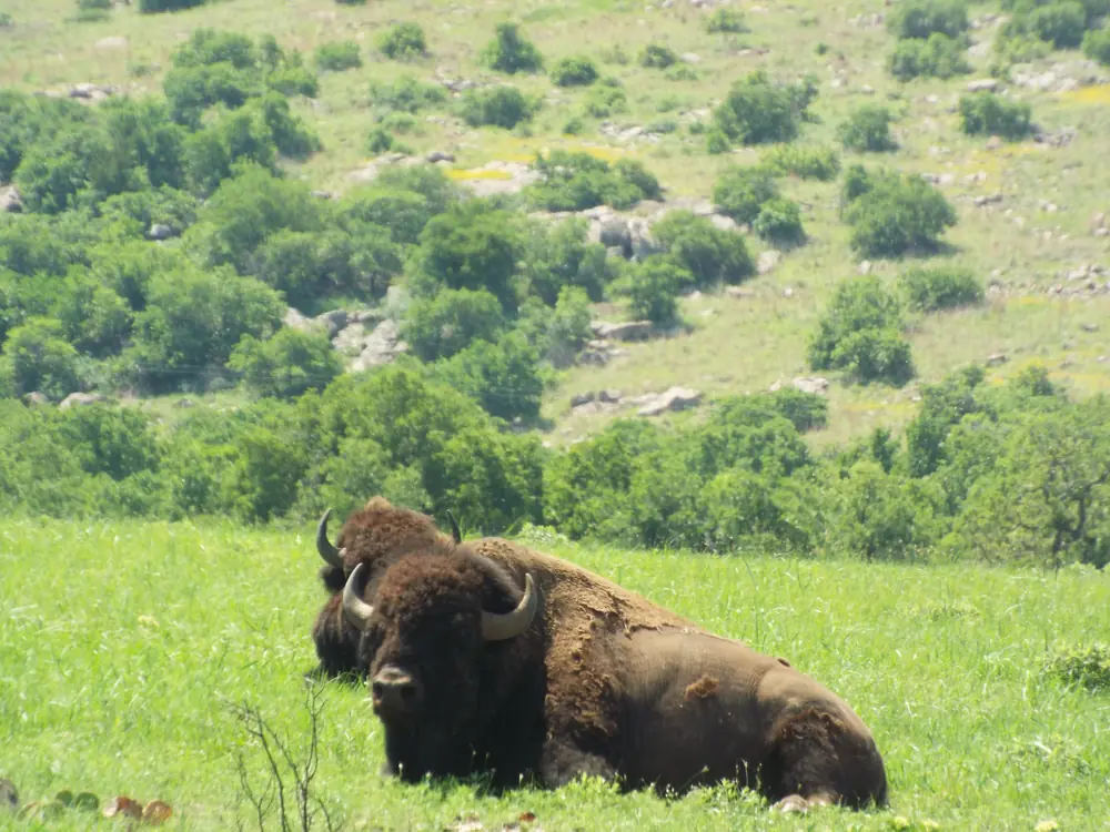 Two bison lying in green spring grass on a hillside dotted with oaks and boulders