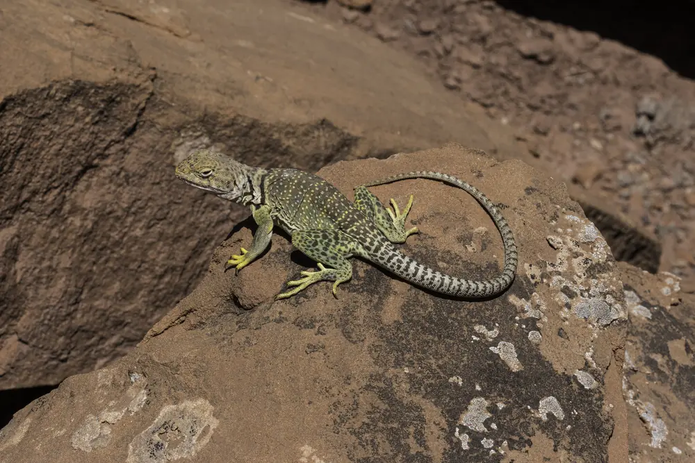 A green and yellow-spotted collared lizard with a banded tail basking on a red rock