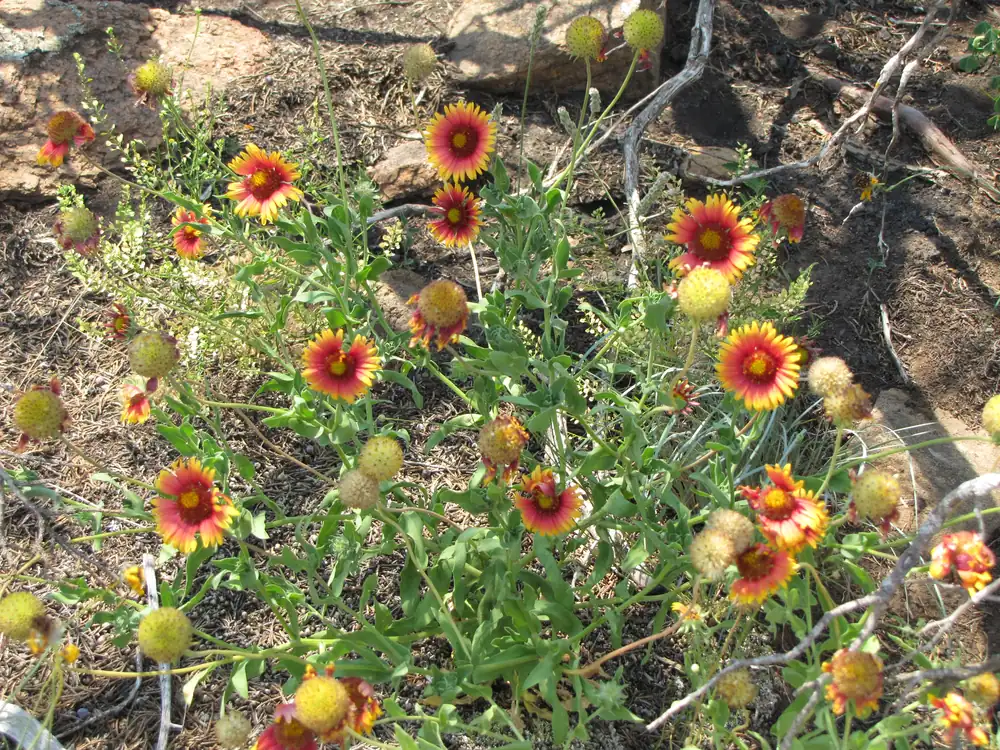 Red and yellow Indian blanket flowers blooming among rocks and bare soil at the Wichita Mountains Wildlife Refuge