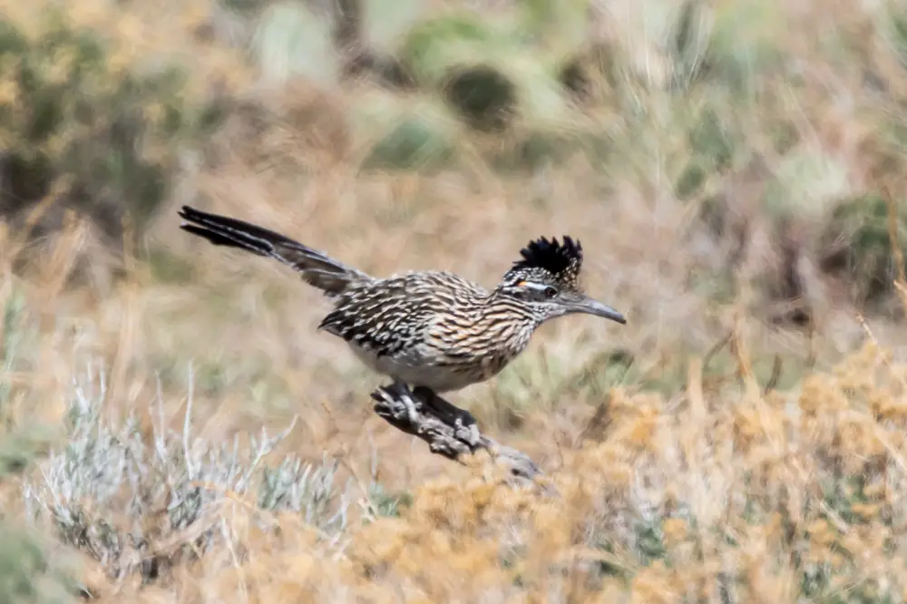 A greater roadrunner standing on the ground with its long tail raised