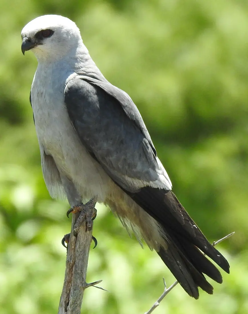A Mississippi kite with a pale gray head and dark tail perched on a bare twig