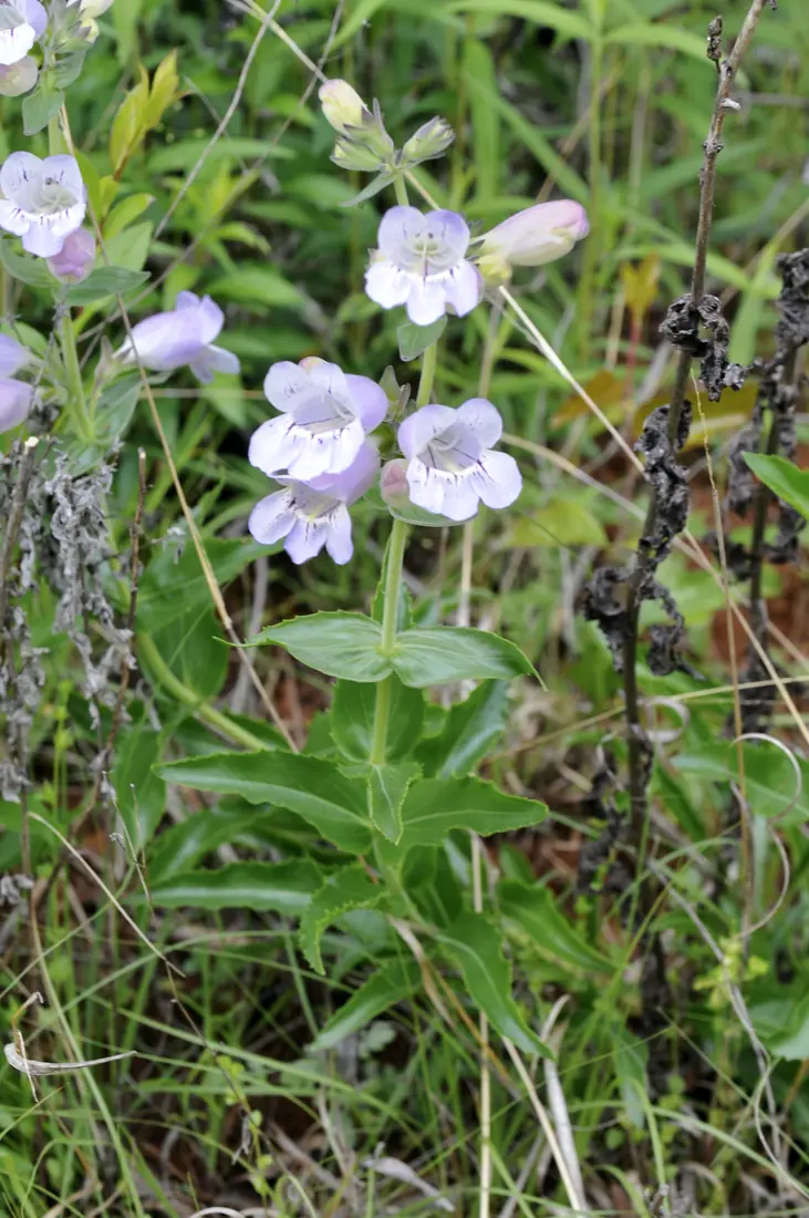 Pale lavender tubular flowers of large beardtongue among prairie grasses